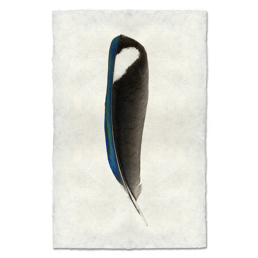 Magpie- Feathers