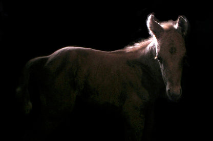 Facing a Nude (Cow) for "Interpretations" by Noah Trapolino