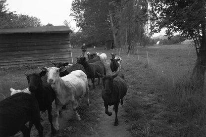 Running Sheep for "Interpretations" by Madeline Owen