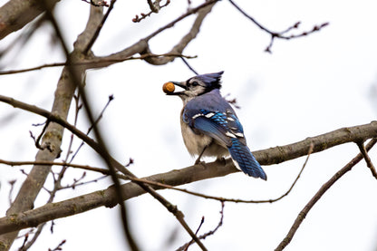 Big Sur for "Interpretations" by Mary Jo Pile