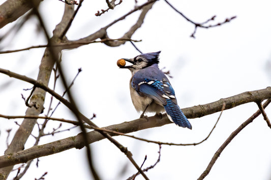 Big Sur for "Interpretations" by Mary Jo Pile