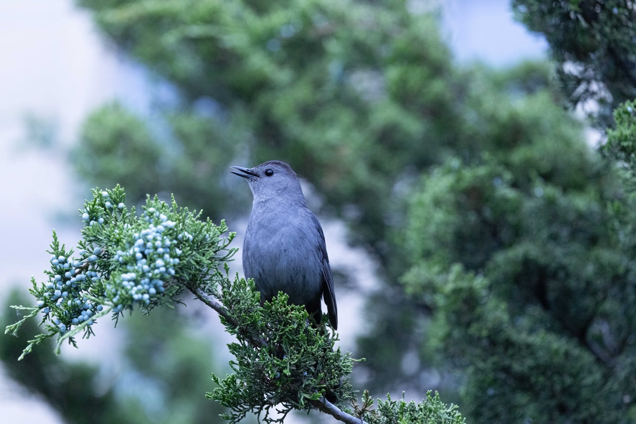 Poe at Peace for "Interpretations" by Allison Gamertsfelder