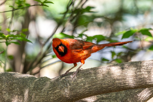 Poe at Peace for "Interpretations" by Allison Gamertsfelder