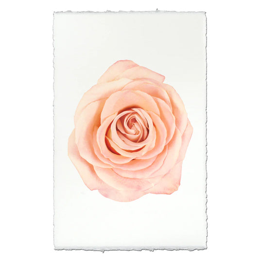Peach Rose