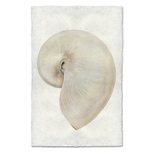 Pearly Nautilus