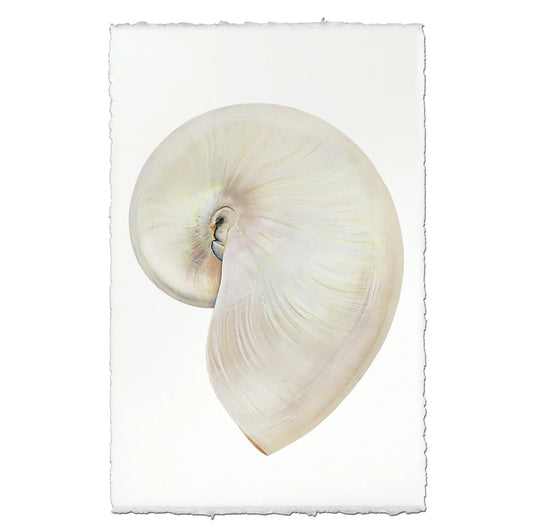 Pearly Nautilus