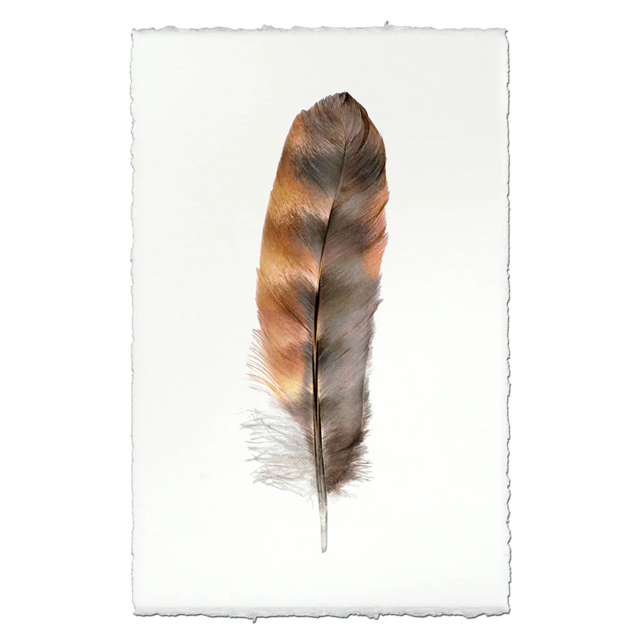 Rooster- Feathers