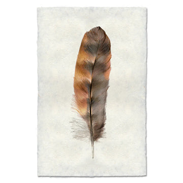 Rooster- Feathers