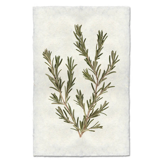 Rosemary