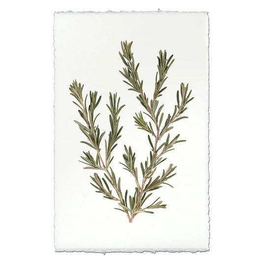 Rosemary