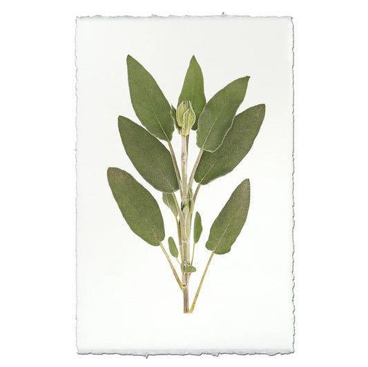Sage