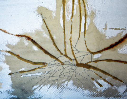 White Hibiscus, Crop by Scott Farrell