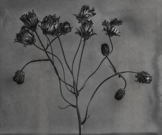 Flower Detail #4 by Eammon J. McCabe