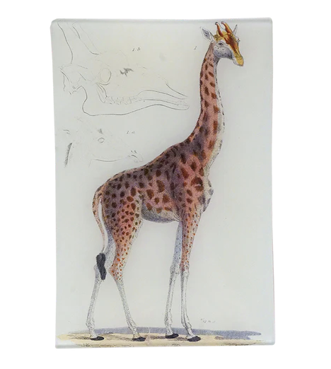 John Derian | Giraffe #1  6x9 Tray