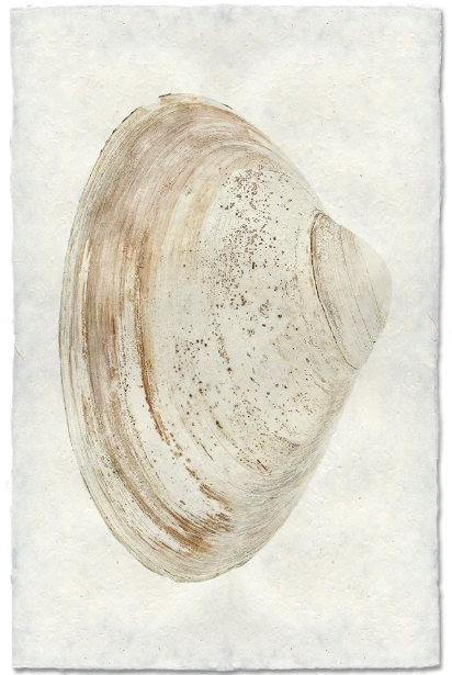 Clam #11