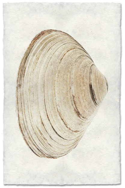 Clam #9