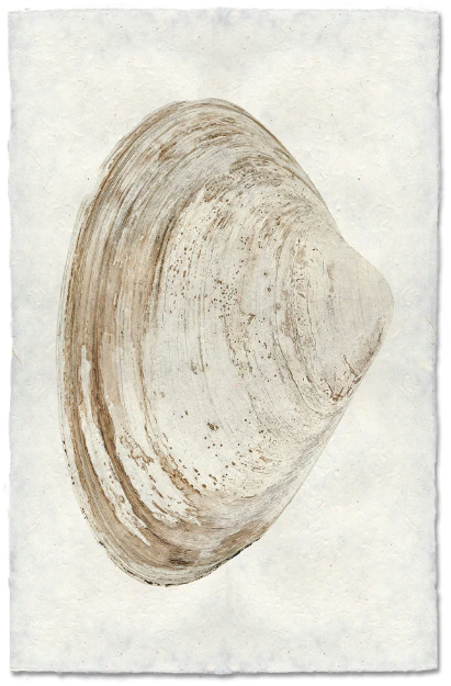 Clam #7