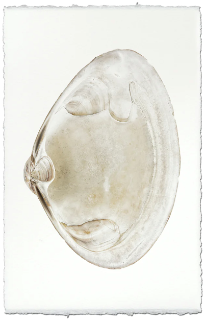 Clam #6