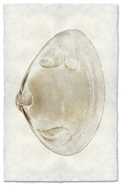 Clam #6