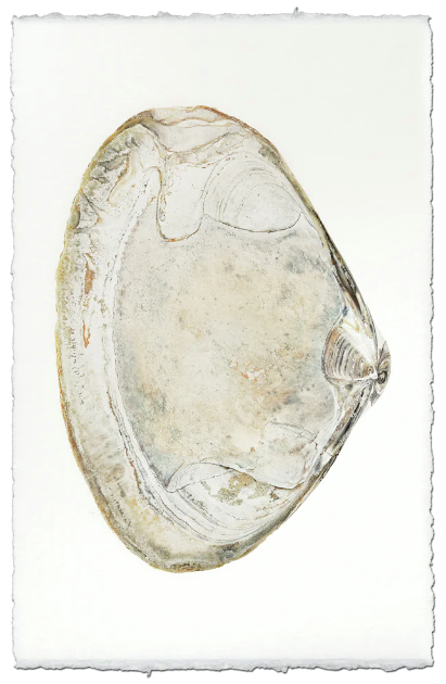 Clam #5