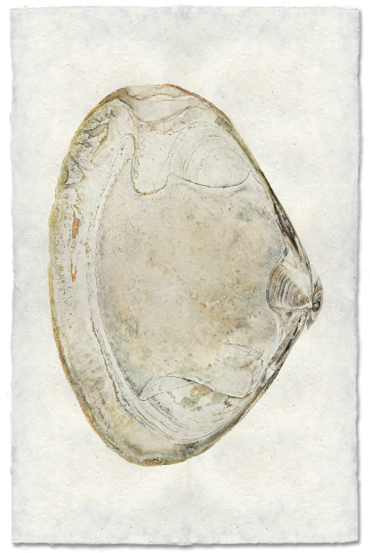 Clam #5