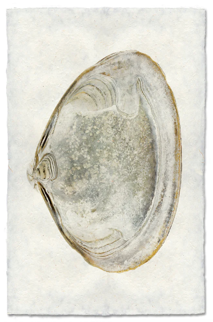 Clam #4