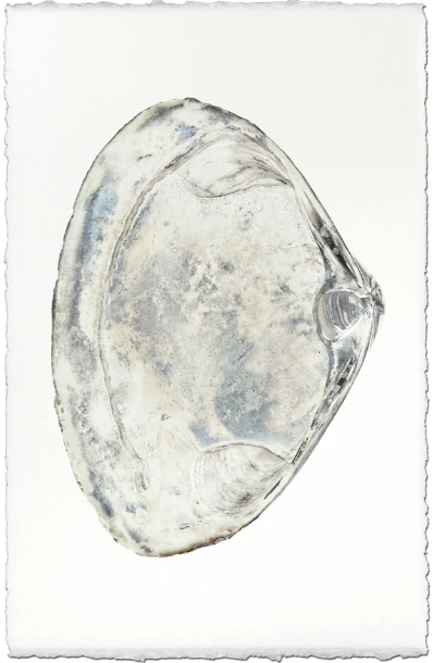 Clam #3