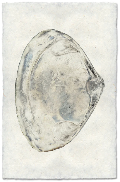 Clam #3