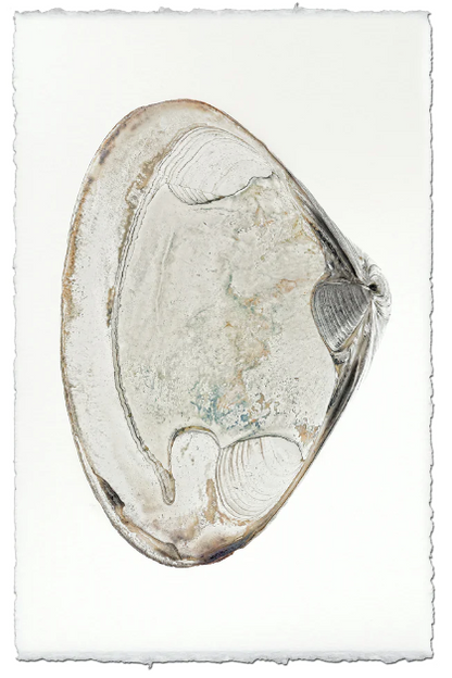 Clam #2