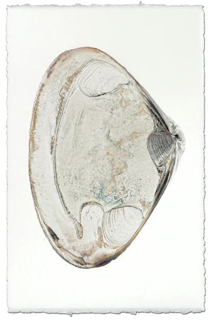 Clam #2