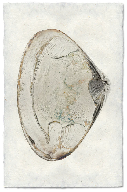 Clam #2