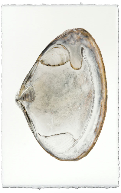 Clam #1