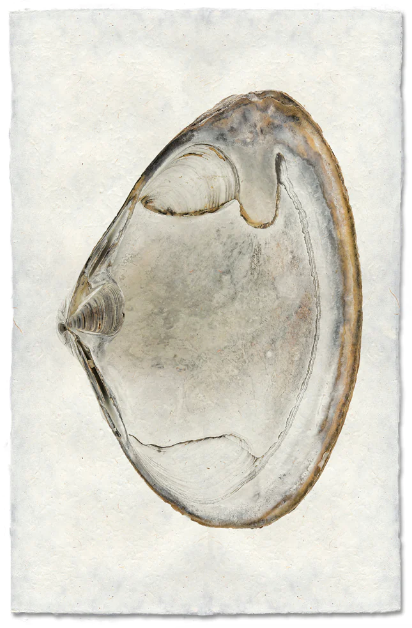 Clam #1