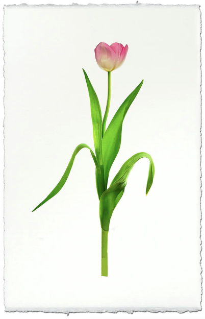 Pink Tulip