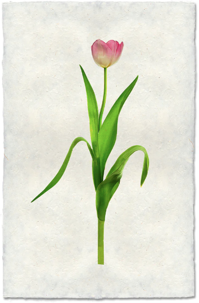 Pink Tulip