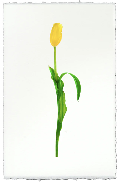Yellow Tulip