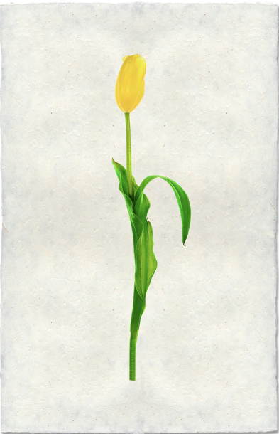 Yellow Tulip