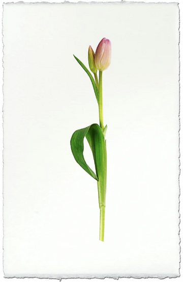 Pastel Tulip