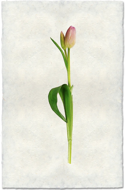 Pastel Tulip