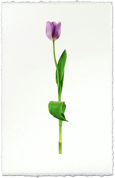 Lavender Tulip