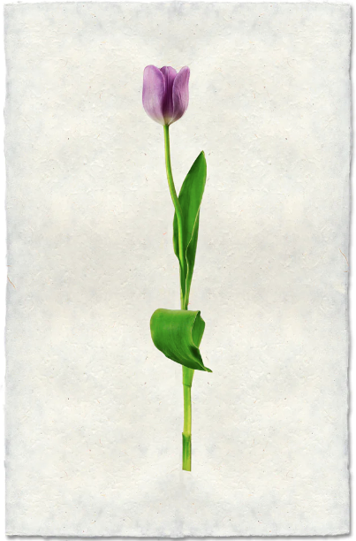 Lavender Tulip