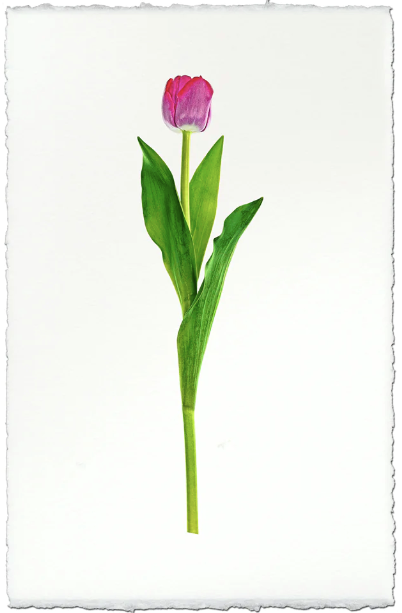 Crimson Tulip