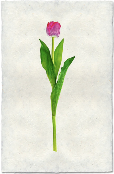 Crimson Tulip