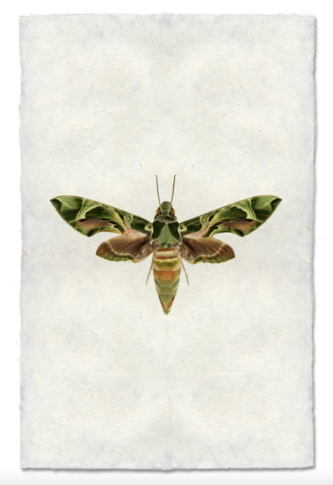Camo Moth