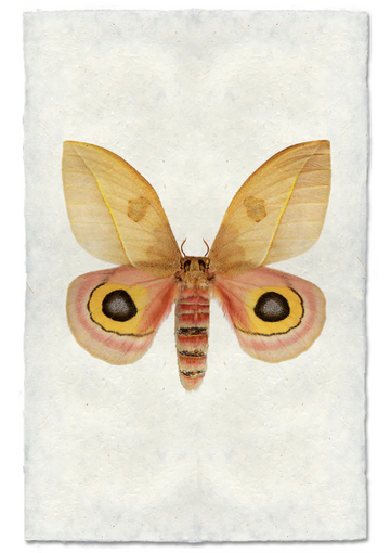 Papilionoidea #7