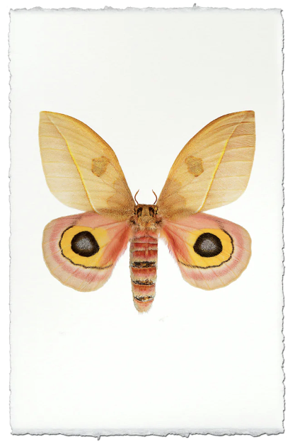 Papilionoidea #7