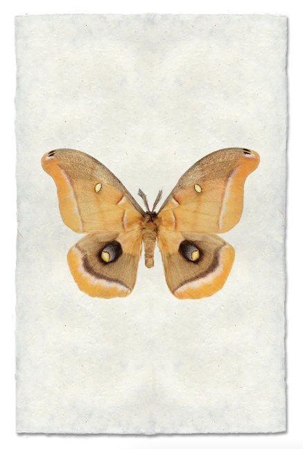 Papilionoidea #6