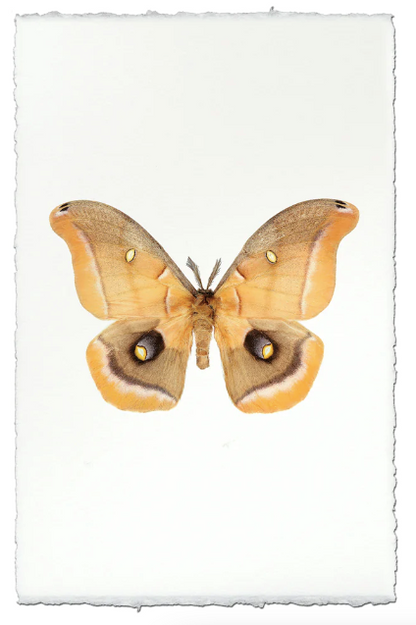 Papilionoidea #6