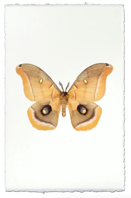 Papilionoidea #6