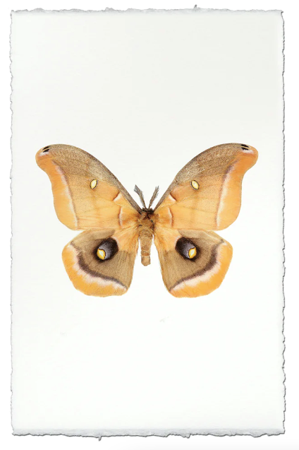 Papilionoidea #5
